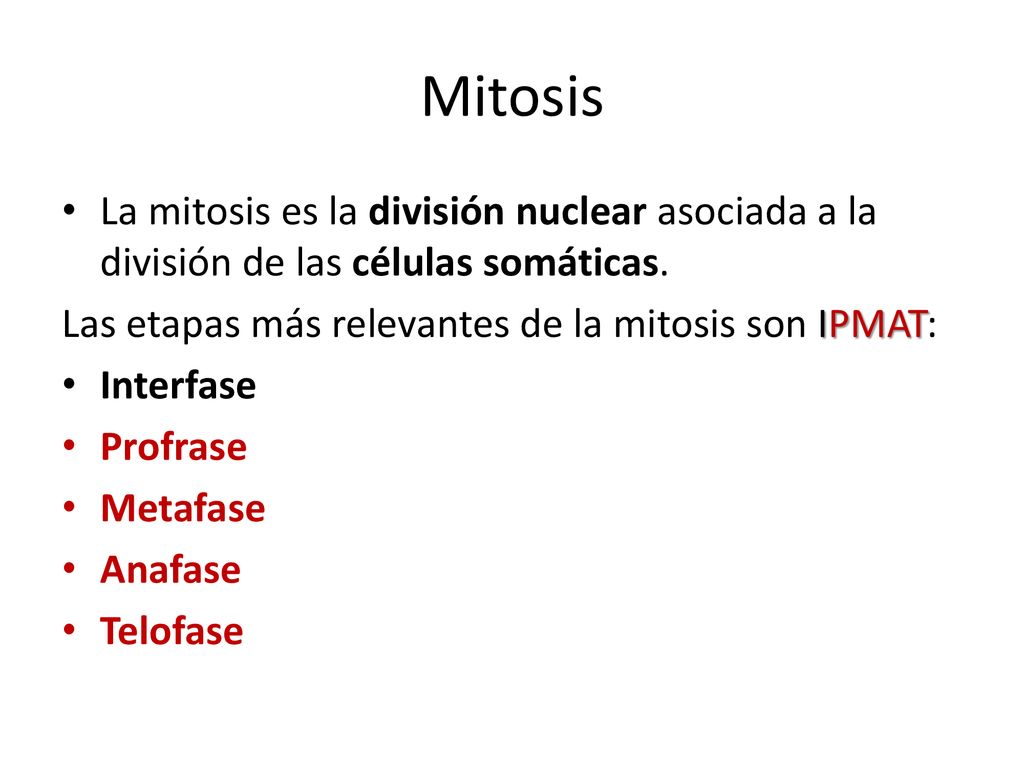 Mitosis La mitosis es la división nuclear asociada a la división de las células somáticas. Las etapas más relevantes de la mitosis son IPMAT: