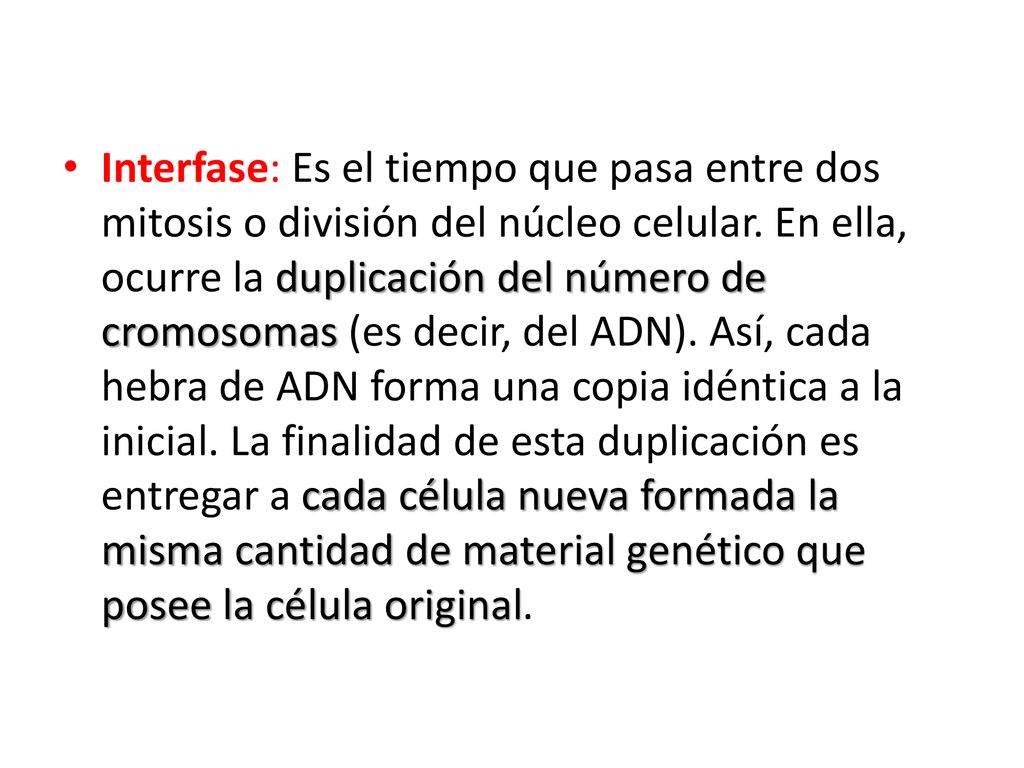Interfase: Es el tiempo que pasa entre dos mitosis o división del núcleo celular.