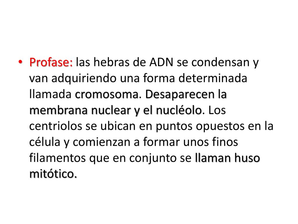Profase: las hebras de ADN se condensan y van adquiriendo una forma determinada llamada cromosoma.