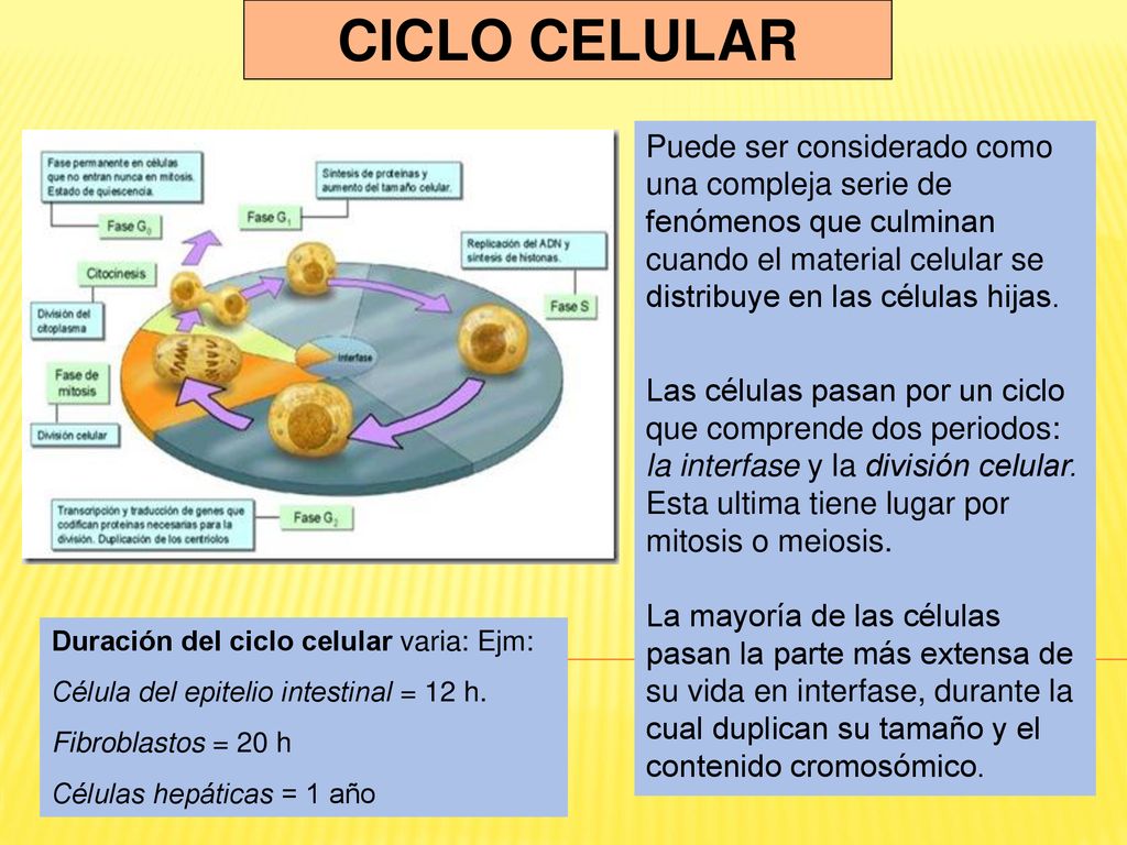CICLO CELULAR Puede ser considerado como una compleja serie de fenómenos que culminan cuando el material celular se distribuye en las células hijas.
