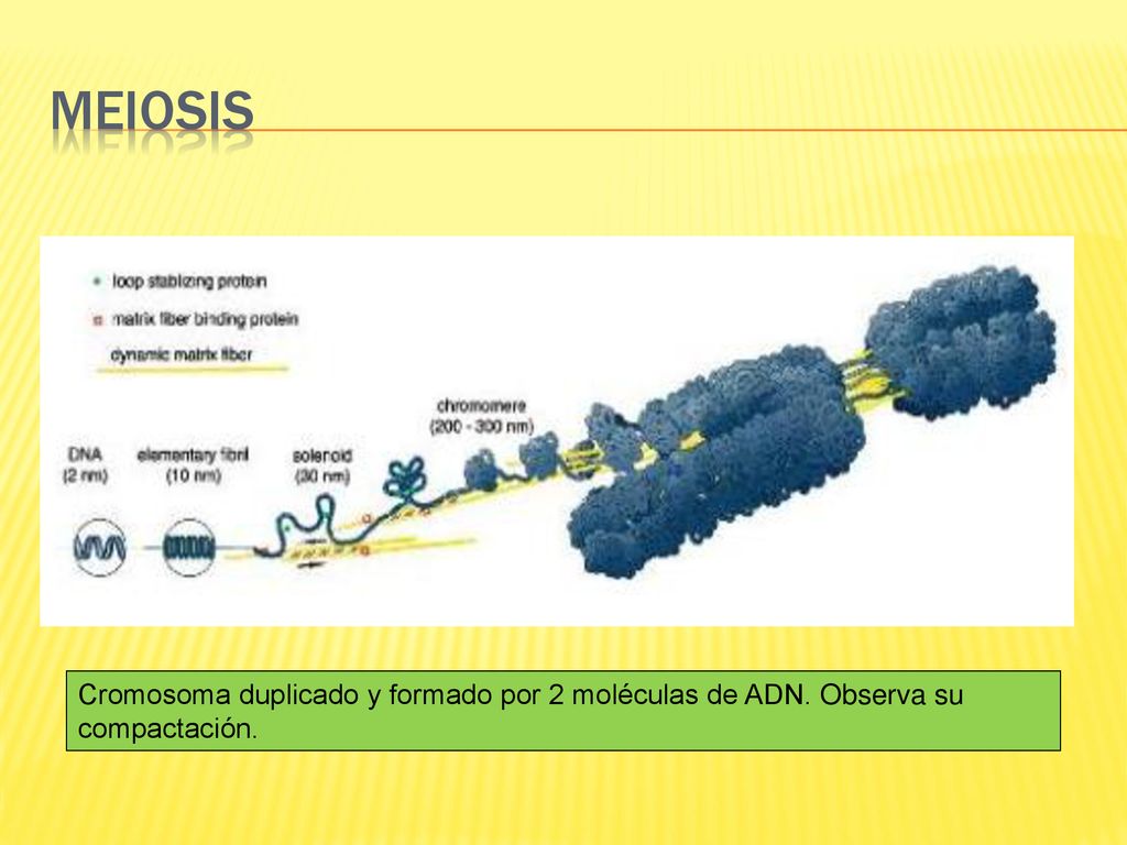 MEIOSIS Cromosoma duplicado y formado por 2 moléculas de ADN. Observa su compactación.