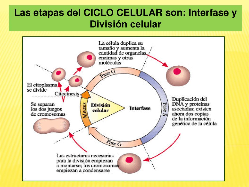 Las etapas del CICLO CELULAR son: Interfase y División celular