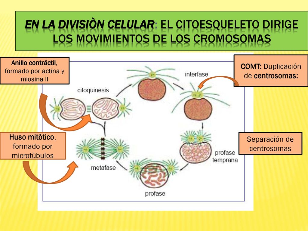 EN LA DIVISIÒN CELULAR: EL CITOESQUELETO DIRIGE LOS MOVIMIENTOS DE LOS CROMOSOMAS