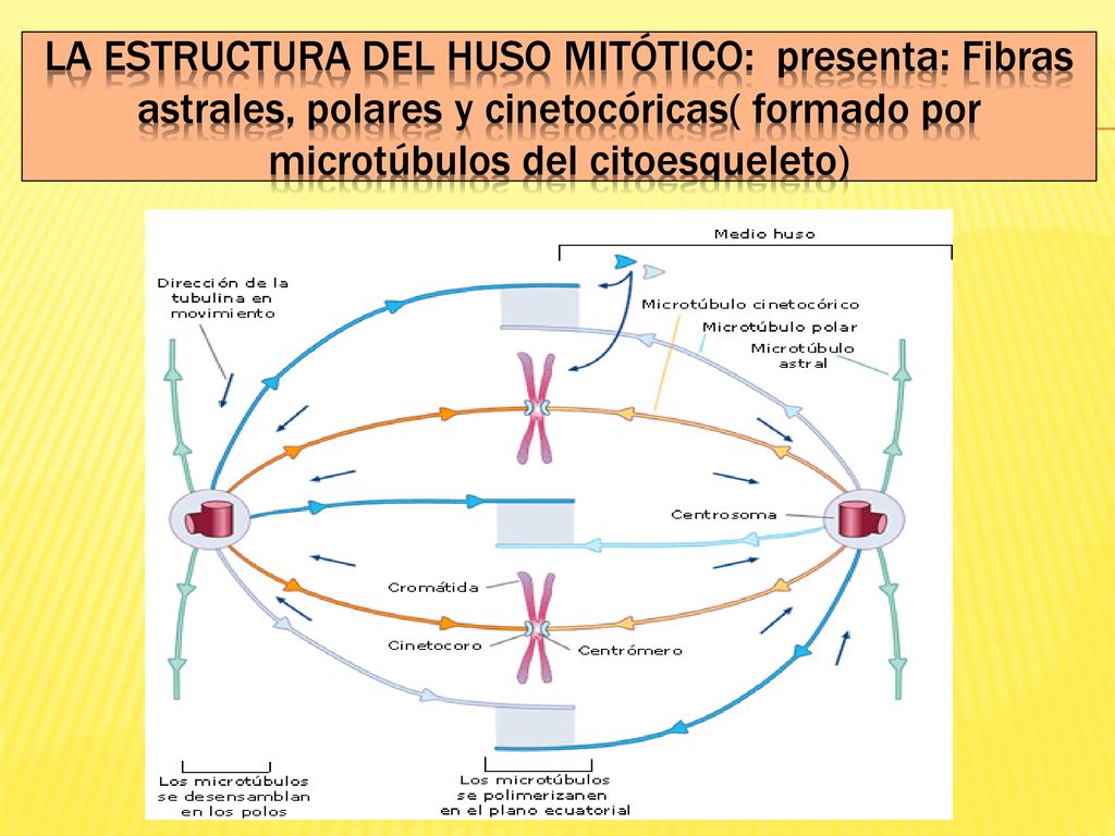 La Estructura del huso mitótico: presenta: Fibras astrales, polares y cinetocóricas( formado por microtúbulos del citoesqueleto)