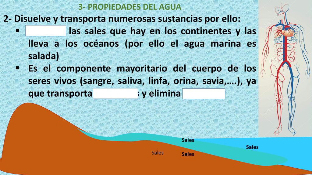 2- Disuelve y transporta numerosas sustancias por ello: