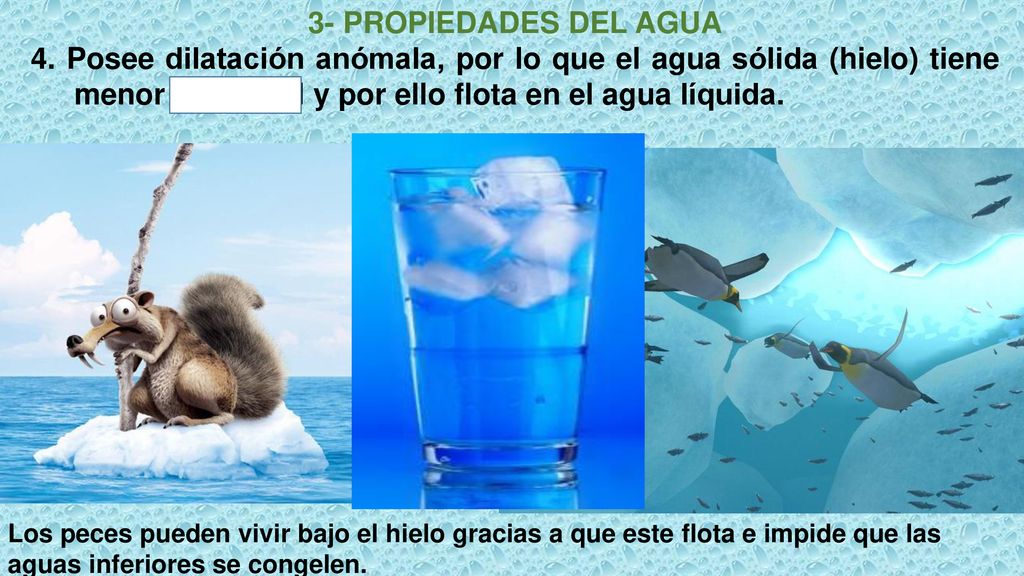 3- PROPIEDADES DEL AGUA 4. Posee dilatación anómala, por lo que el agua sólida (hielo) tiene menor densidad y por ello flota en el agua líquida.