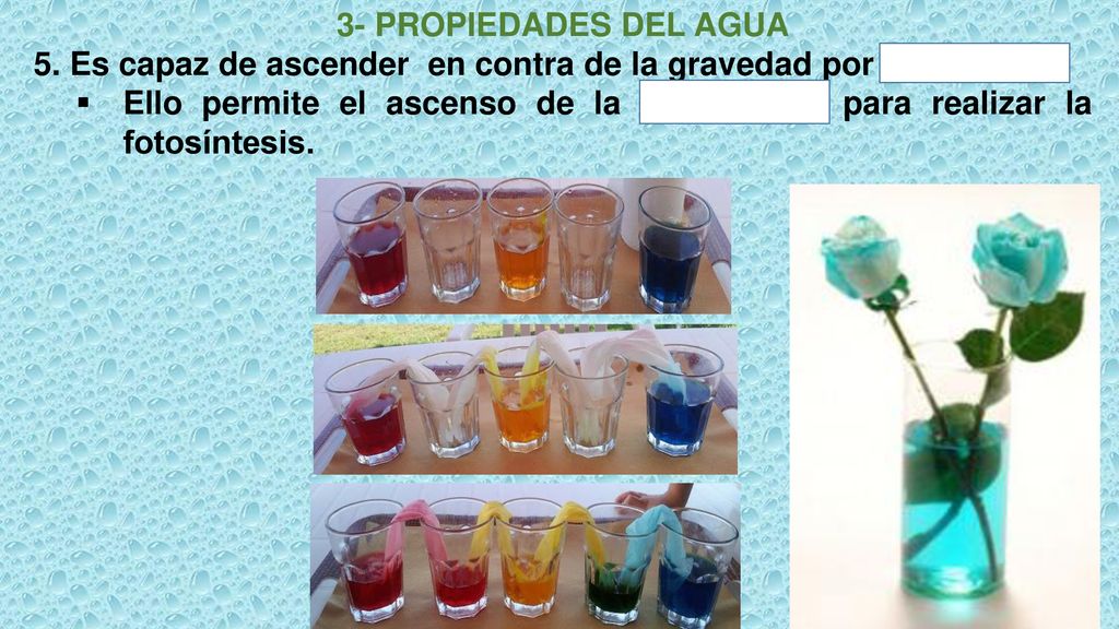 3- PROPIEDADES DEL AGUA 5. Es capaz de ascender en contra de la gravedad por capilaridad.