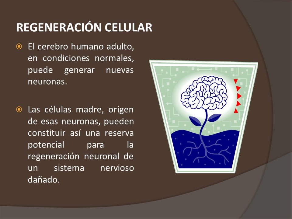 REGENERACIÓN CELULAR El cerebro humano adulto, en condiciones normales, puede generar nuevas neuronas.