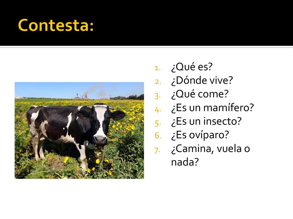 Contesta: ¿Qué es ¿Dónde vive ¿Qué come ¿Es un mamífero