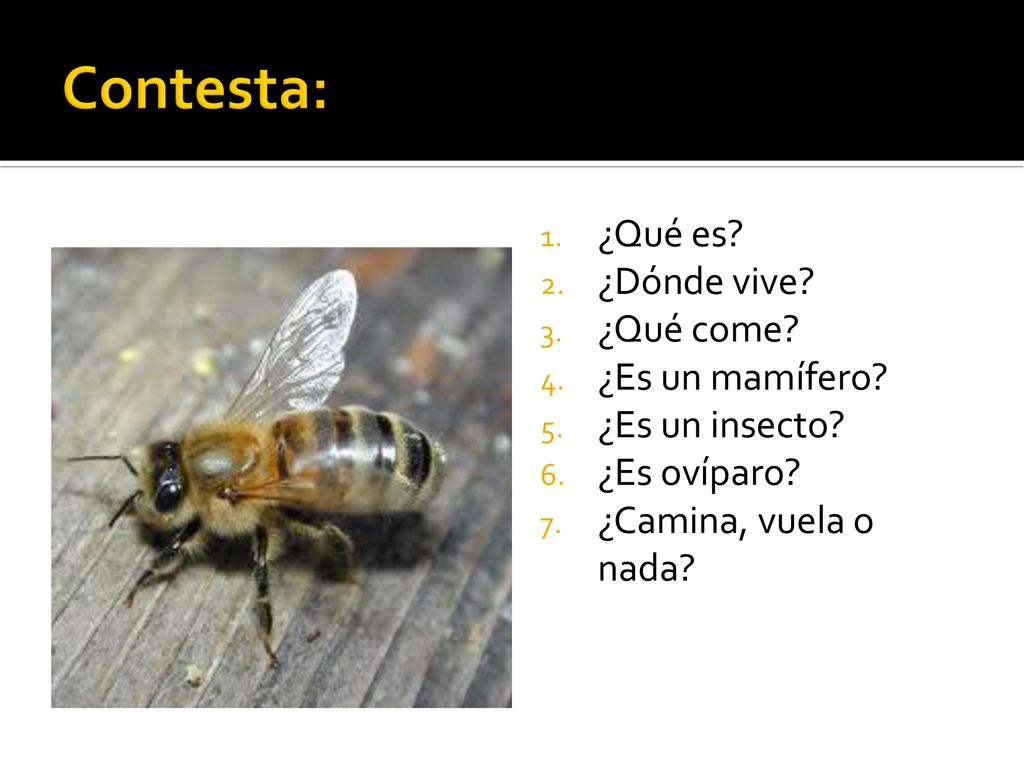 Contesta: ¿Qué es ¿Dónde vive ¿Qué come ¿Es un mamífero