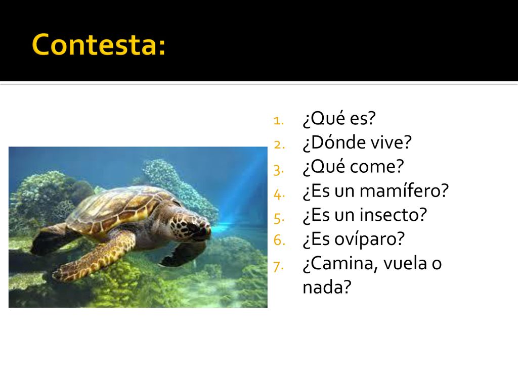 Contesta: ¿Qué es ¿Dónde vive ¿Qué come ¿Es un mamífero