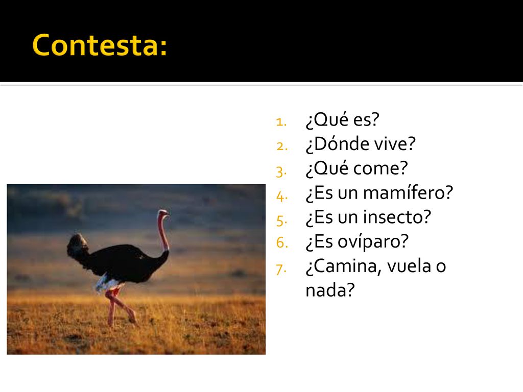 Contesta: ¿Qué es ¿Dónde vive ¿Qué come ¿Es un mamífero