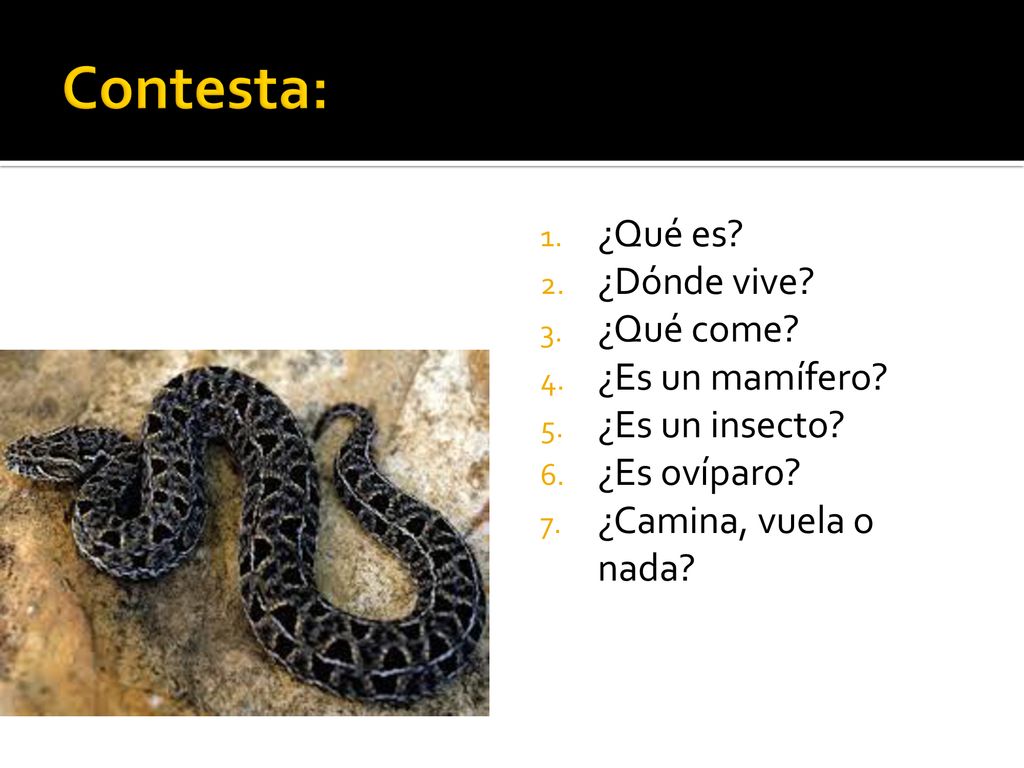 Contesta: ¿Qué es ¿Dónde vive ¿Qué come ¿Es un mamífero