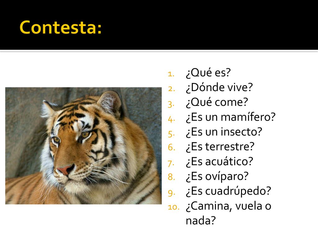 Contesta: ¿Qué es ¿Dónde vive ¿Qué come ¿Es un mamífero