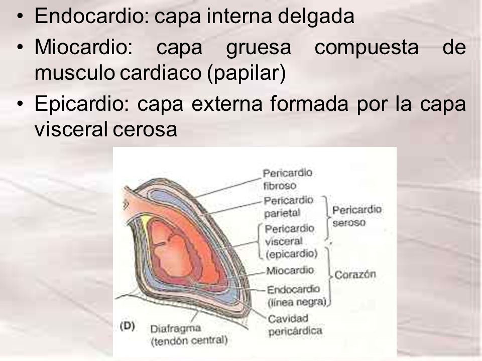 Endocardio: capa interna delgada