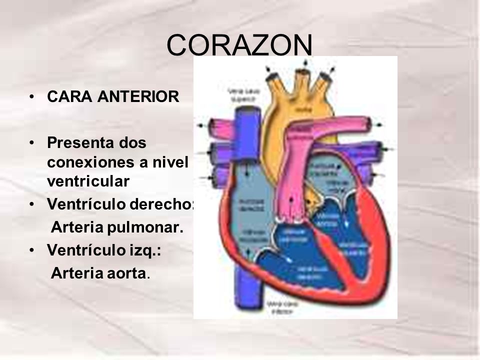 CORAZON CARA ANTERIOR Presenta dos conexiones a nivel ventricular