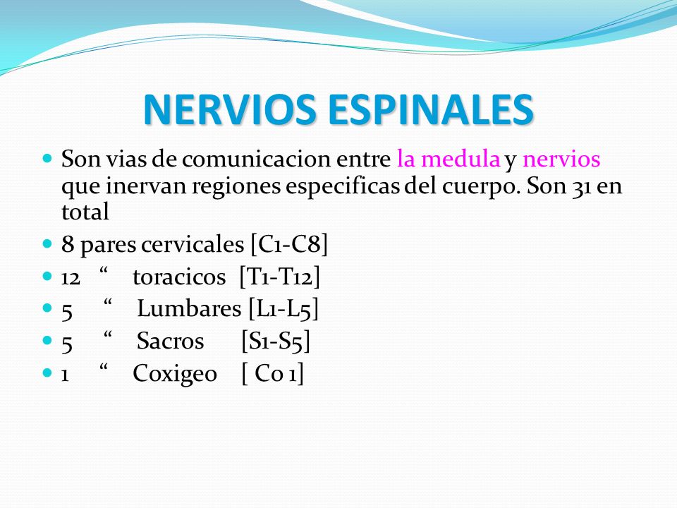 NERVIOS ESPINALES Son vias de comunicacion entre la medula y nervios que inervan regiones especificas del cuerpo. Son 31 en total.