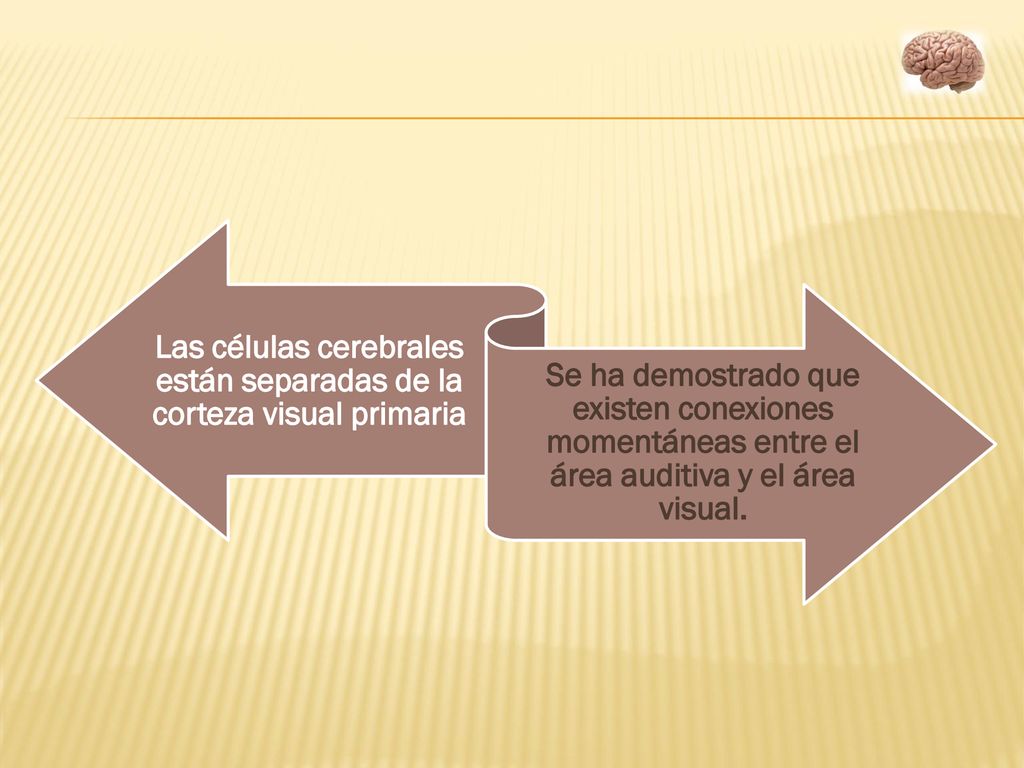 Las células cerebrales están separadas de la corteza visual primaria