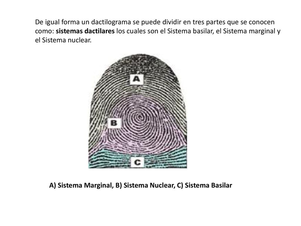 De igual forma un dactilograma se puede dividir en tres partes que se conocen como: sistemas dactilares los cuales son el Sistema basilar, el Sistema marginal y el Sistema nuclear.