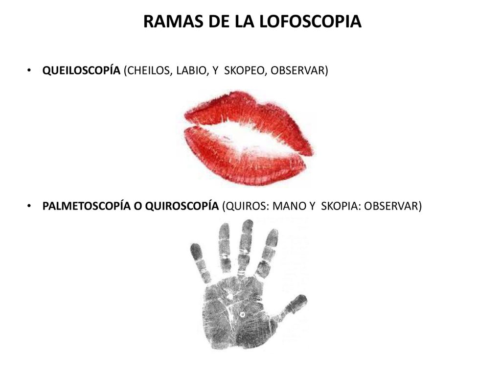 RAMAS DE LA LOFOSCOPIA QUEILOSCOPÍA (CHEILOS, LABIO, Y SKOPEO, OBSERVAR) PALMETOSCOPÍA O QUIROSCOPÍA (QUIROS: MANO Y SKOPIA: OBSERVAR)