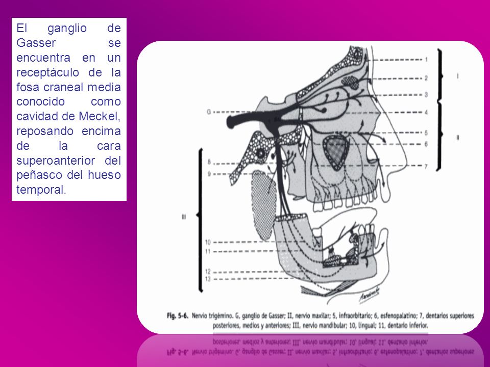 El ganglio de Gasser se encuentra en un receptáculo de la fosa craneal media conocido como cavidad de Meckel, reposando encima de la cara superoanterior del peñasco del hueso temporal.