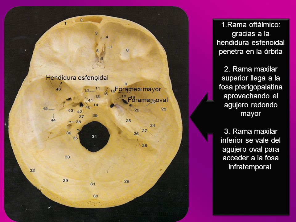 1.Rama oftálmico: gracias a la hendidura esfenoidal penetra en la órbita