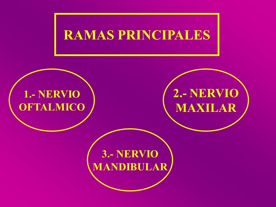 RAMAS PRINCIPALES 2.- NERVIO MAXILAR 1.- NERVIO OFTALMICO 3.- NERVIO