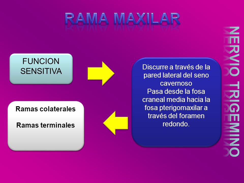 Discurre a través de la pared lateral del seno cavernoso
