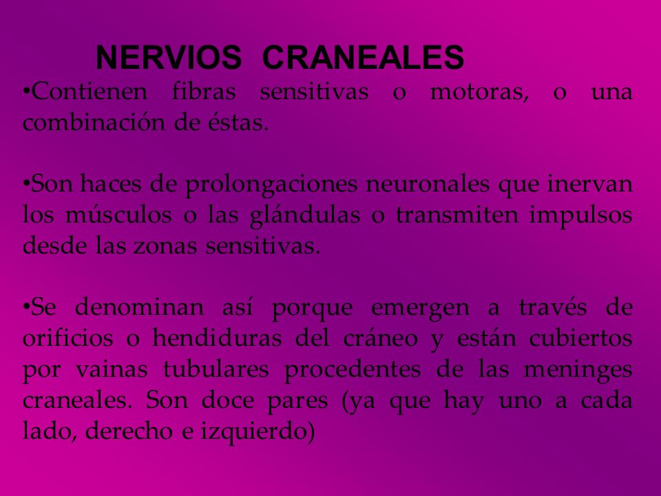 NERVIOS CRANEALES Contienen fibras sensitivas o motoras, o una combinación de éstas.