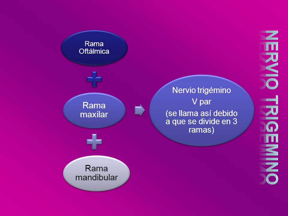 (se llama así debido a que se divide en 3 ramas)