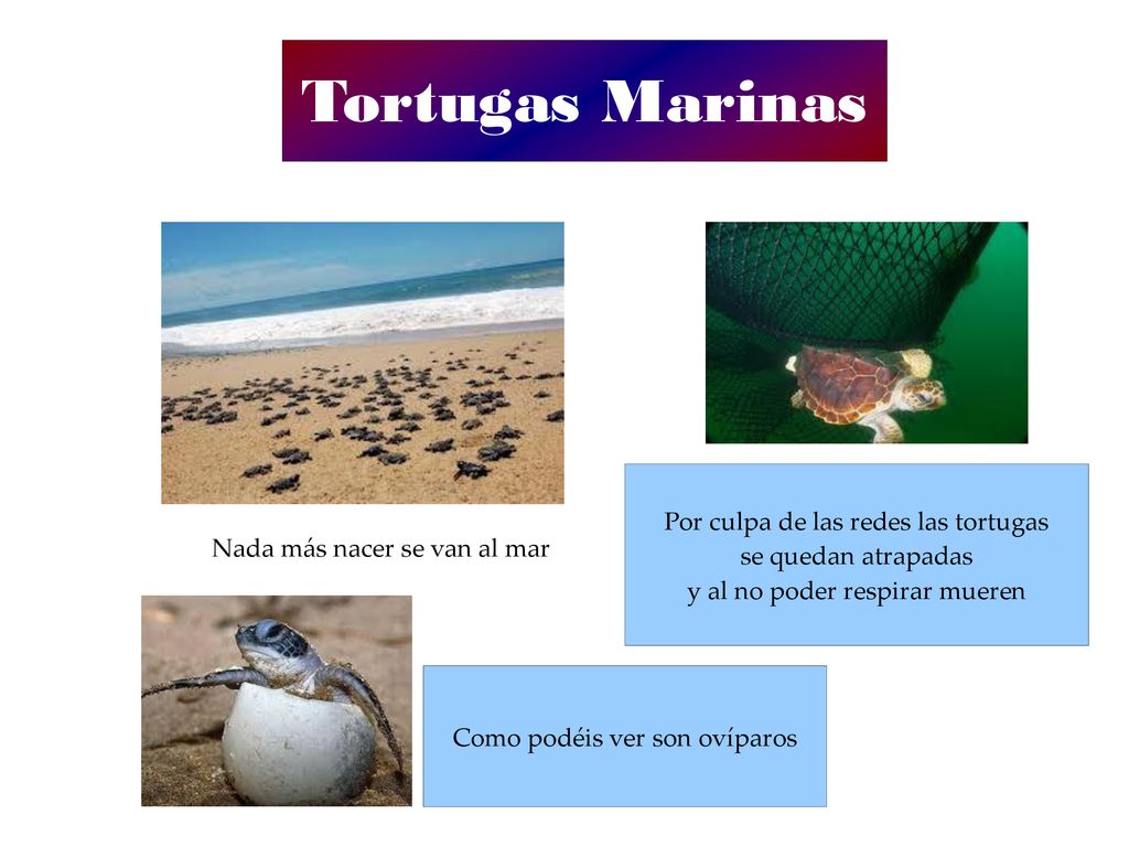 Tortugas Marinas Por culpa de las redes las tortugas