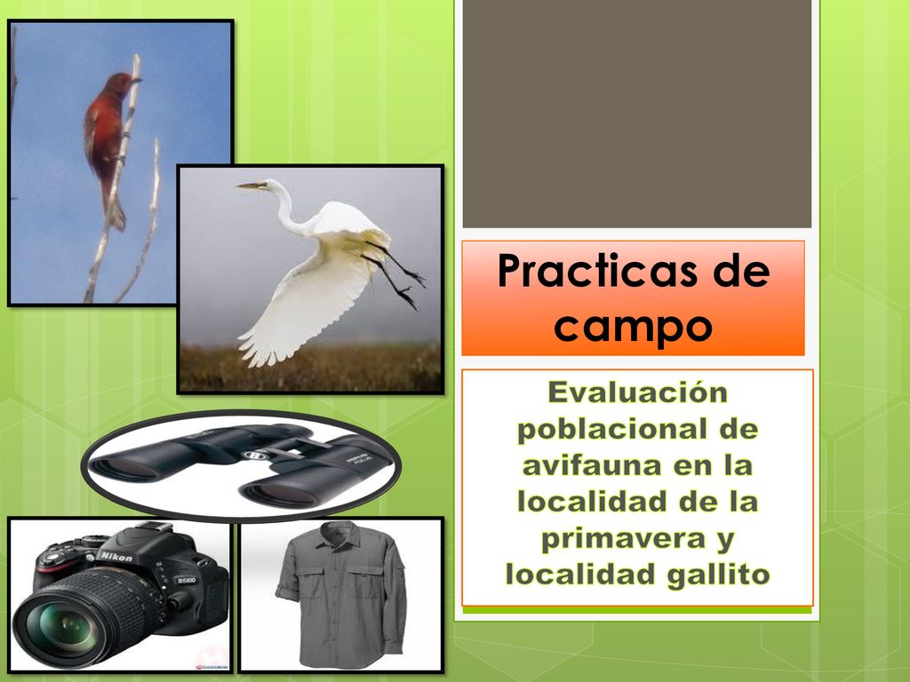 Practicas de campo Evaluación poblacional de avifauna en la localidad de la primavera y localidad gallito.