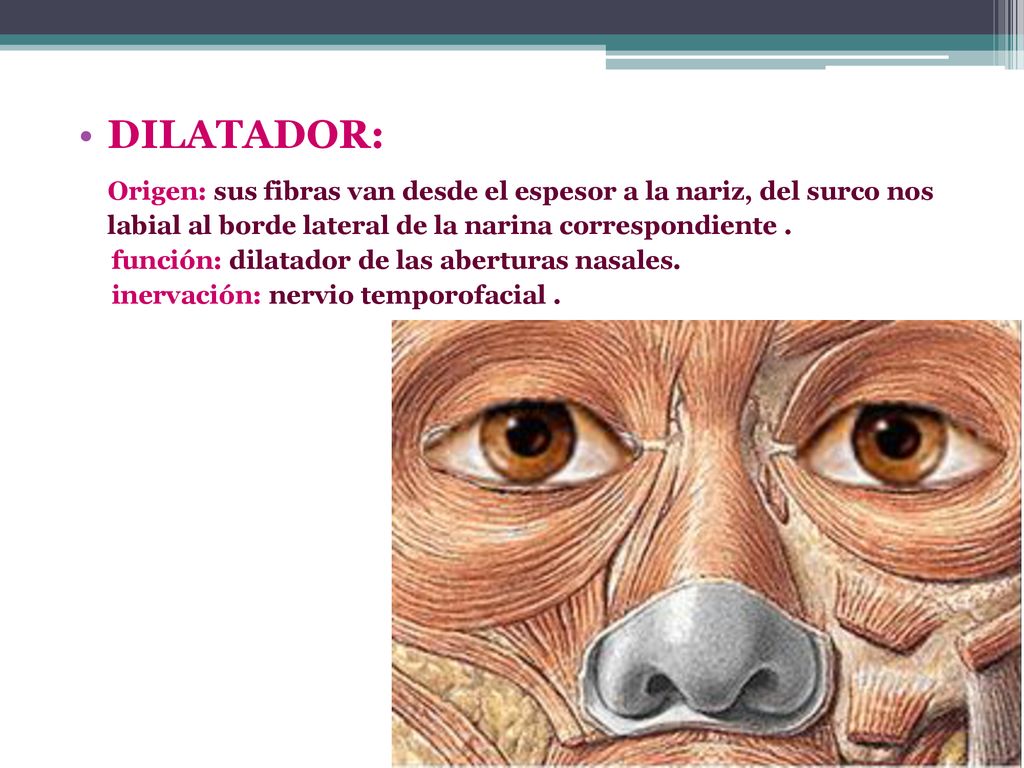 DILATADOR: Origen: sus fibras van desde el espesor a la nariz, del surco nos labial al borde lateral de la narina correspondiente .