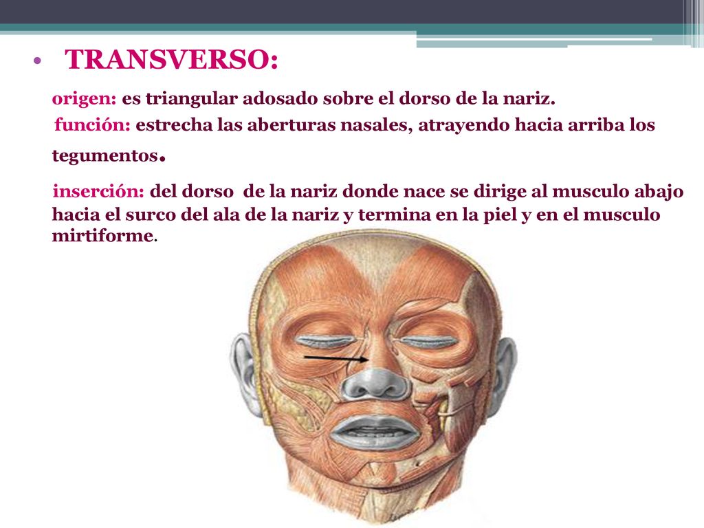 origen: es triangular adosado sobre el dorso de la nariz.