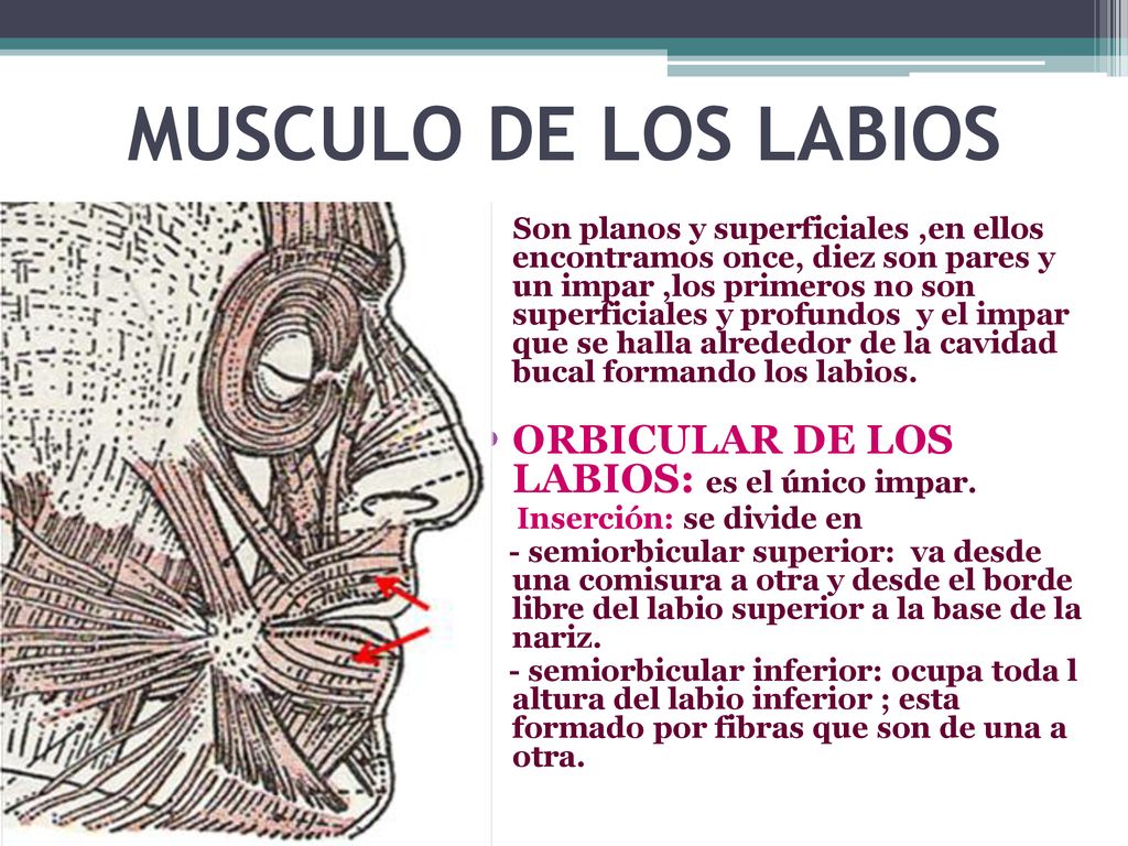 MUSCULO DE LOS LABIOS ORBICULAR DE LOS LABIOS: es el único impar.