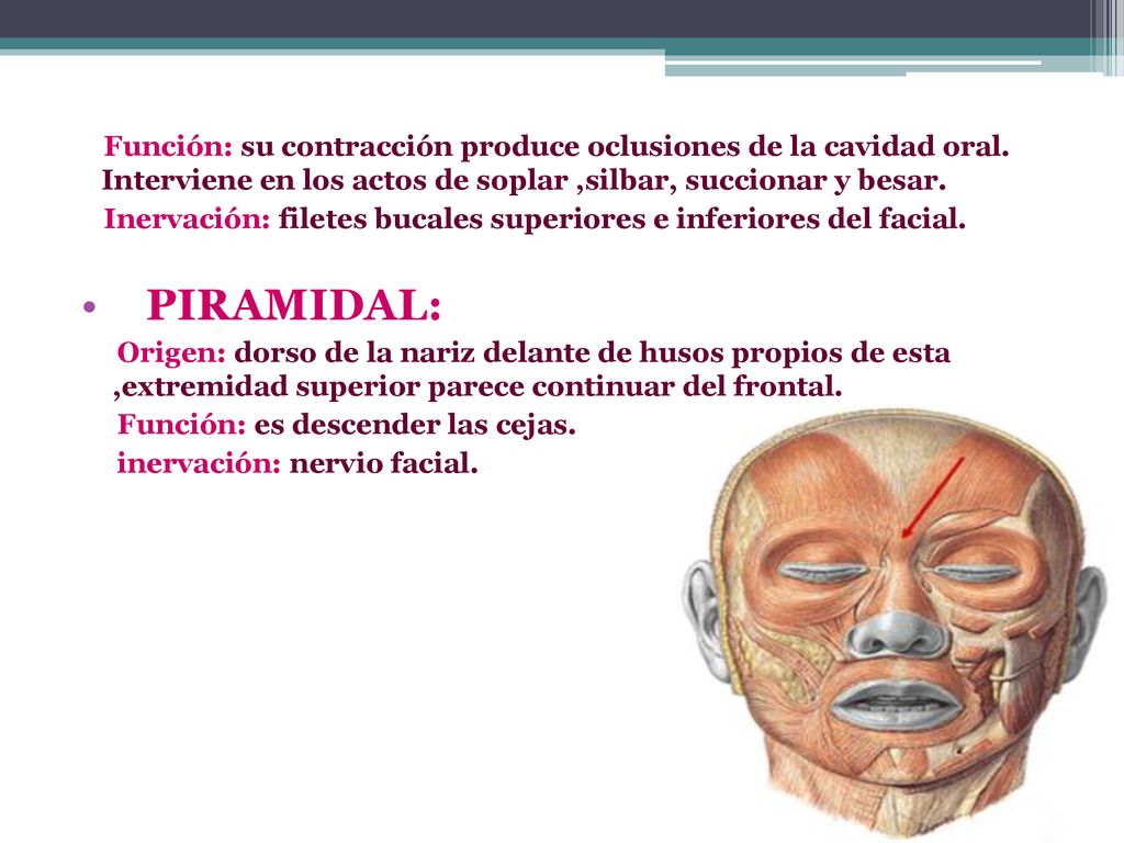 Función: su contracción produce oclusiones de la cavidad oral