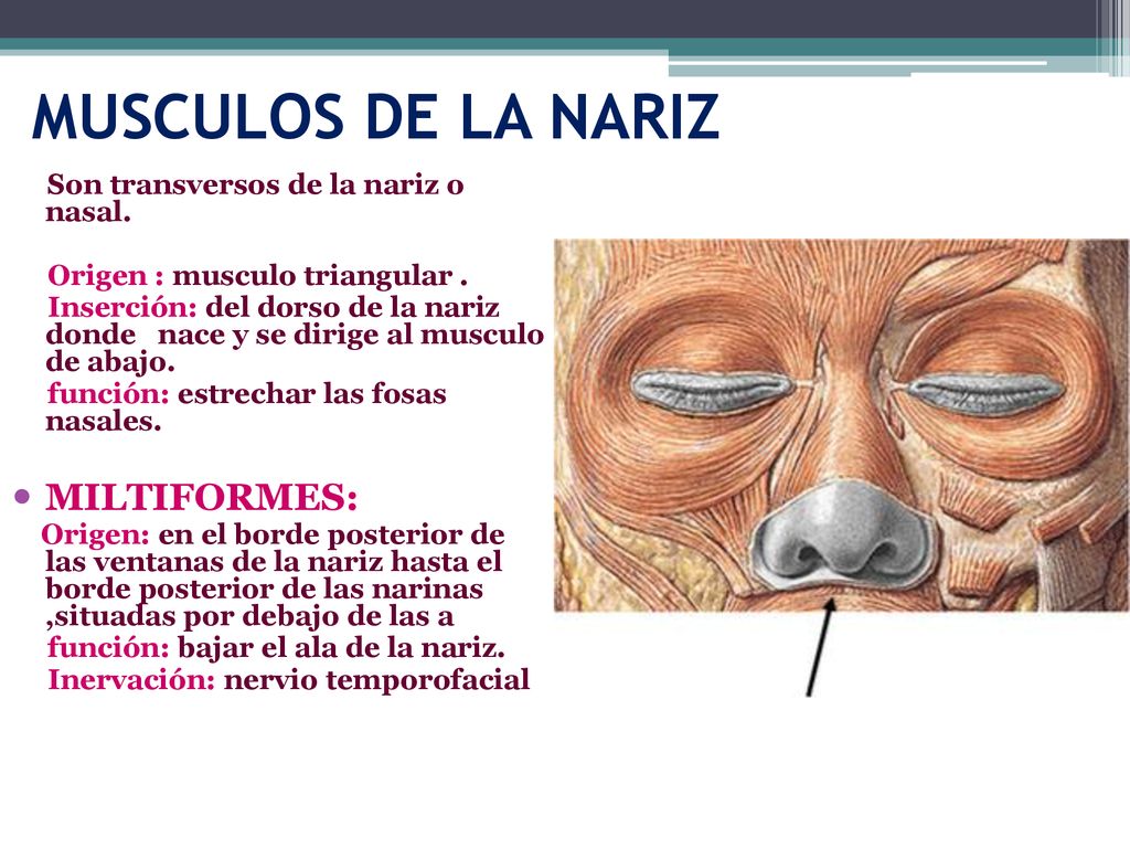 MUSCULOS DE LA NARIZ MILTIFORMES: Origen : musculo triangular .
