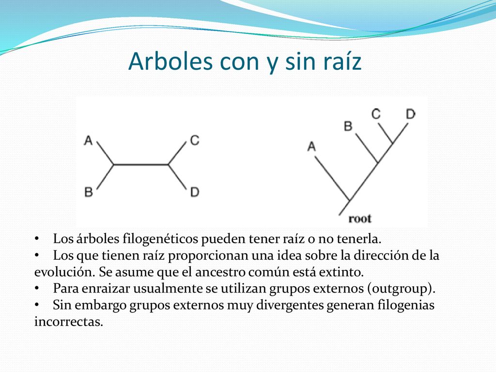 Arboles con y sin raíz Los árboles filogenéticos pueden tener raíz o no tenerla. Los que tienen raíz proporcionan una idea sobre la dirección de la.