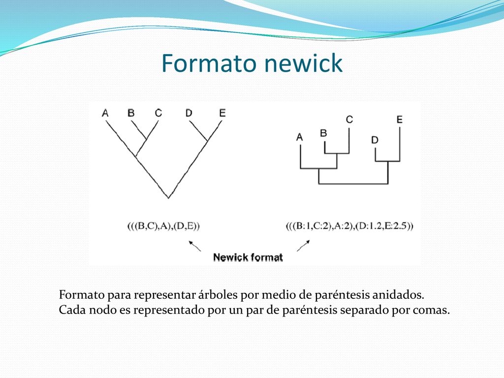 Formato newick Formato para representar árboles por medio de paréntesis anidados.