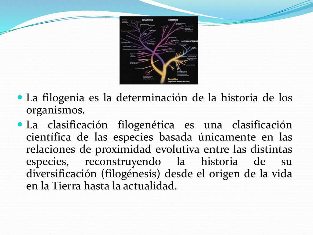 La filogenia es la determinación de la historia de los organismos.