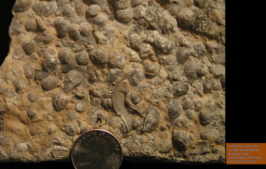 Pelmicrita- caliza con variable porcentaje de peloides y lodo carbonatado. Pelmicrite.