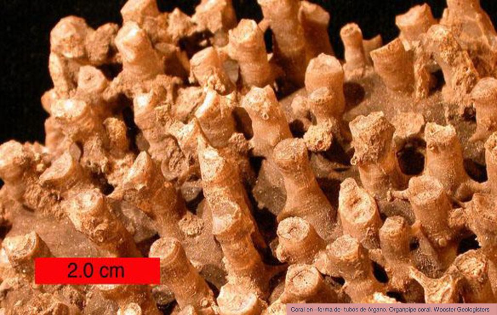 Coral en –forma de- tubos de órgano. Organpipe coral