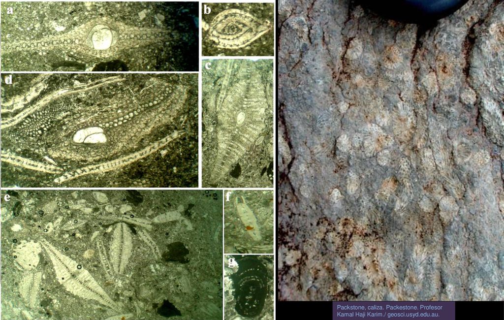 Packstone, caliza. Packestone. Profesor Kamal Haji Karim. / geosci