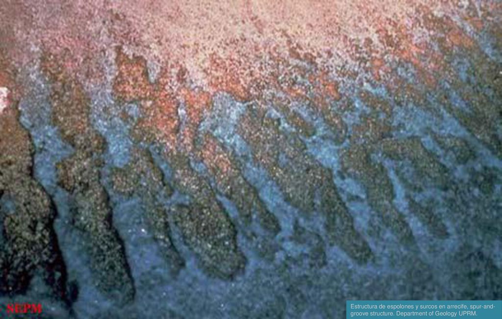 Estructura de espolones y surcos en arrecife, spur-and-groove structure. Department of Geology UPRM.