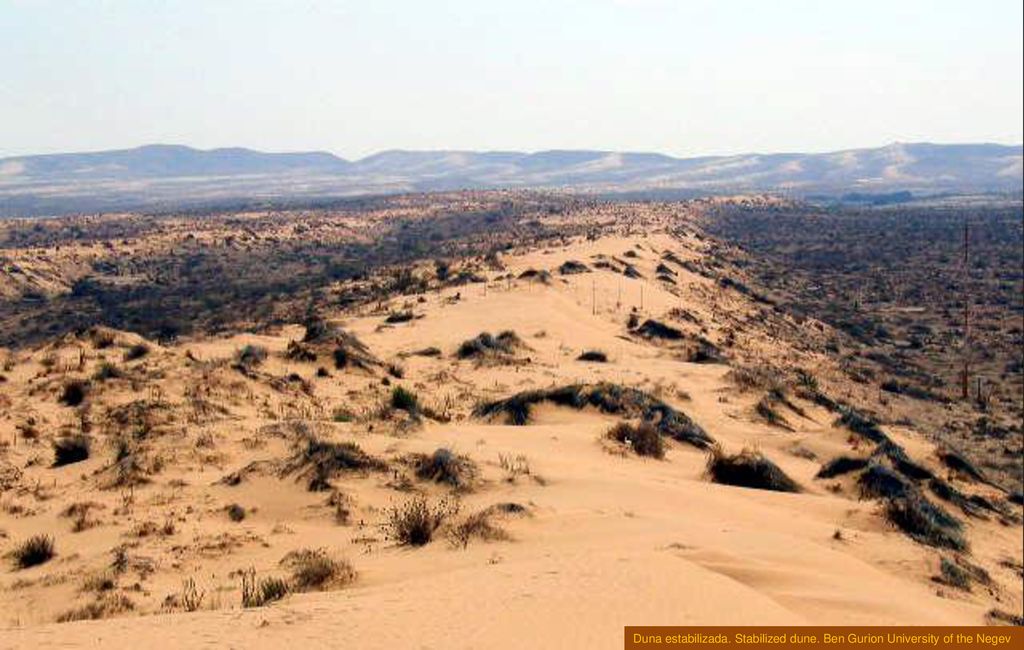 Duna estabilizada. Stabilized dune. Ben Gurion University of the Negev