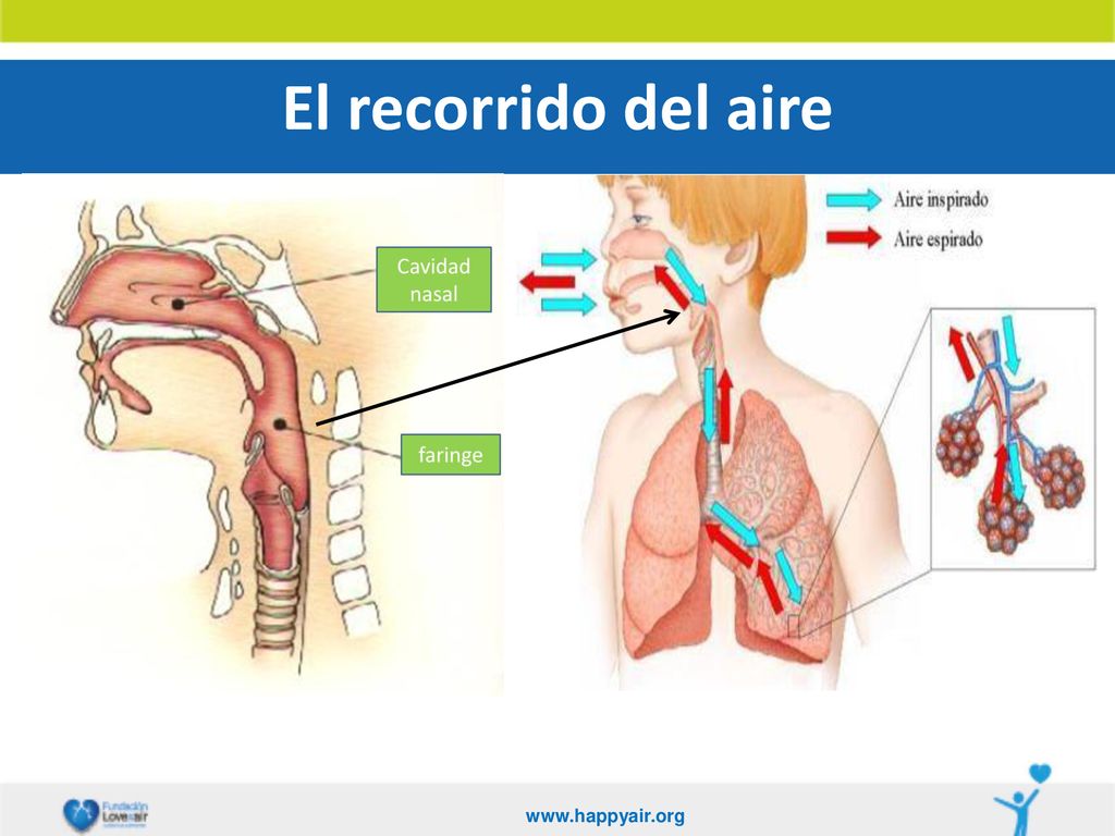 El recorrido del aire   4