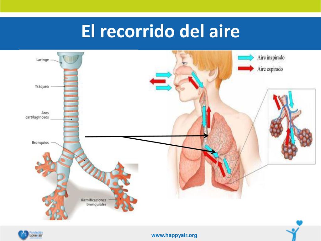 El recorrido del aire   5
