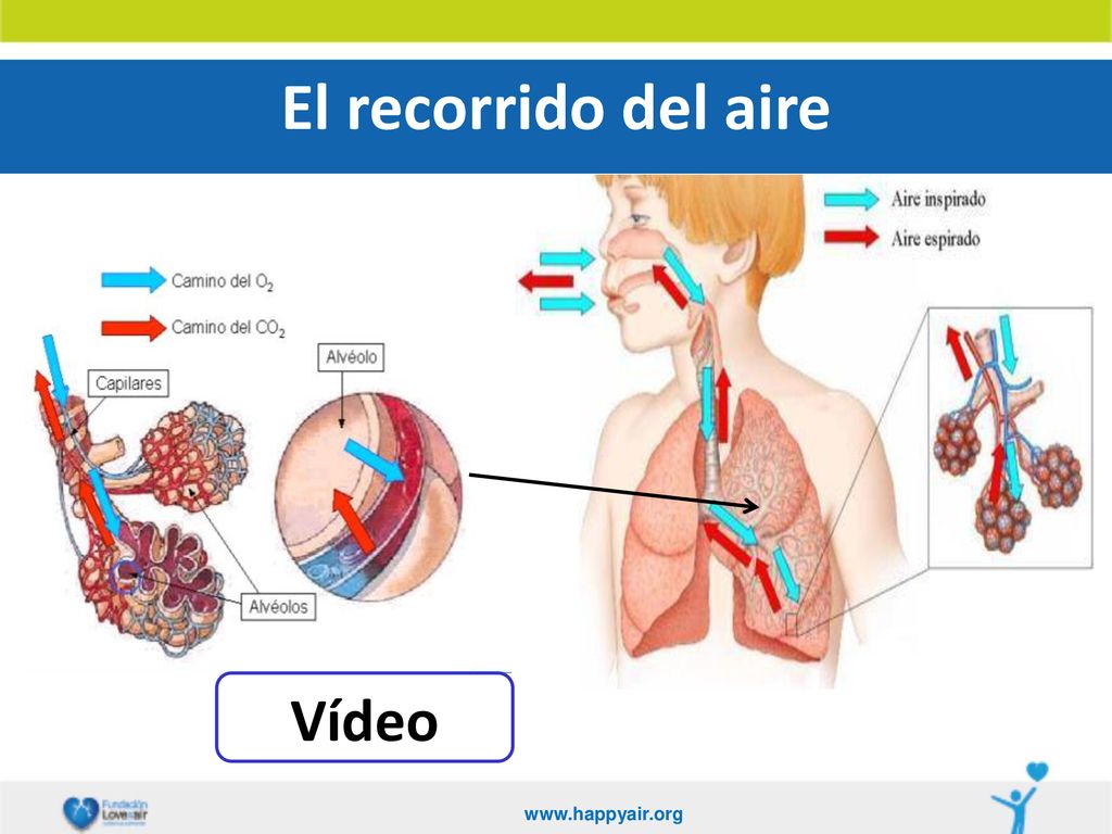 El recorrido del aire Vídeo   7