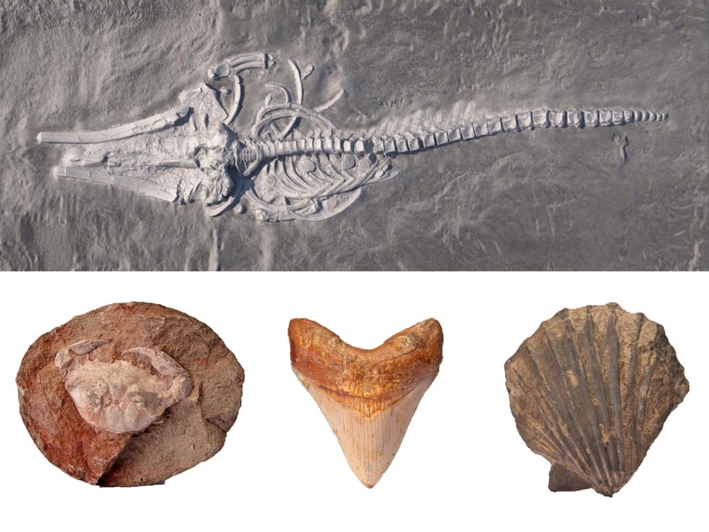 Las piezas y sitios paleontológicos corresponde a animales o plantas que existieron hace más de 10 mil años y que se fosilizaron o dejaron su huella para que hoy podamos mirarlos.