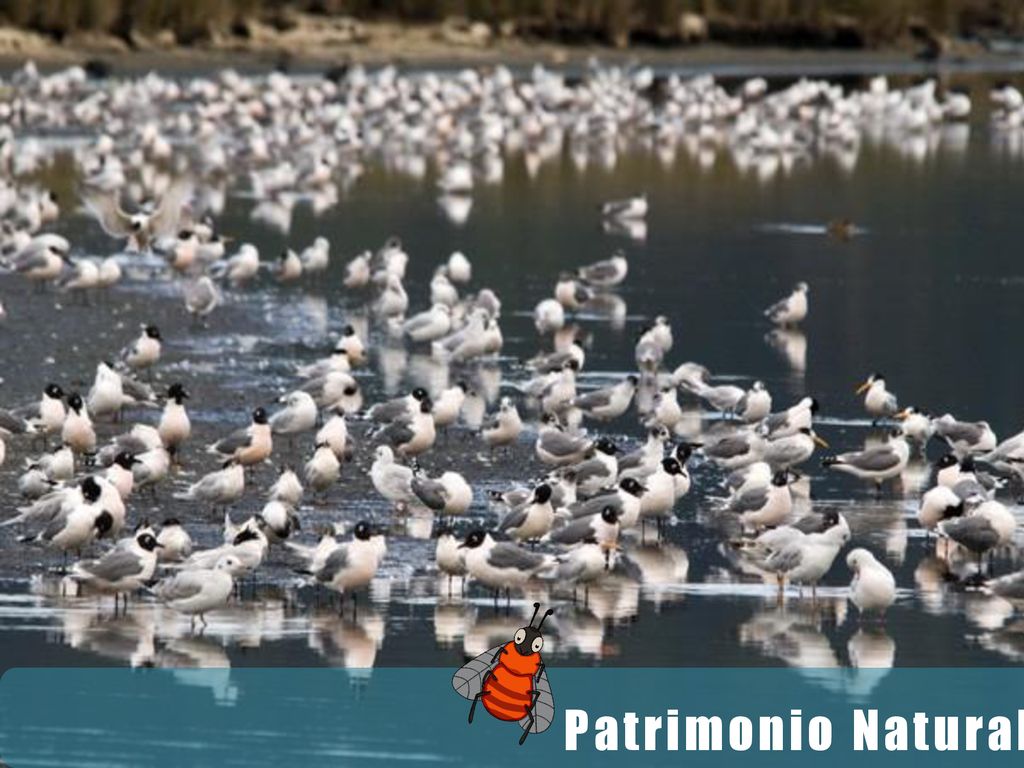 1 Se deberá explicar a las niñas/os que también tenemos Patrimonio Natural el que se define como los lugares que por sus características representan un lugar excepcional para el estudio de los científicos y para que todas y todos podamos disfrutar de ellos.
